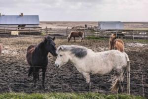 iceland-may-2018-11