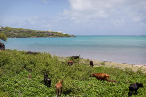 rodrigues-1